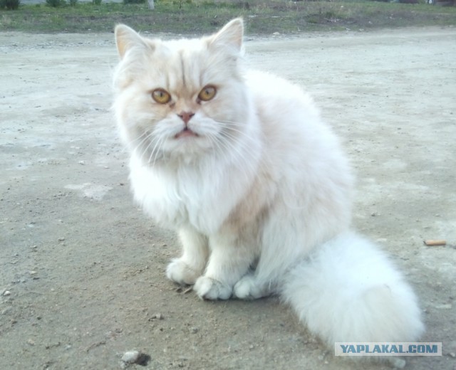 Котовторник