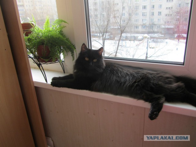 Мейн-куны - котята до старости! Я выбираю вас!