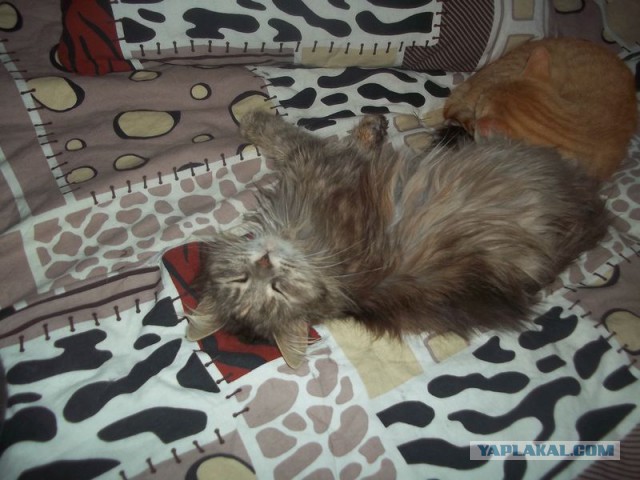 Жизнь домашнего приюта для котеек