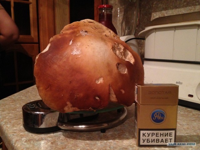 Благороднейший белый