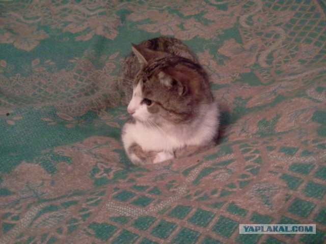 Котовторник   02.06.2015