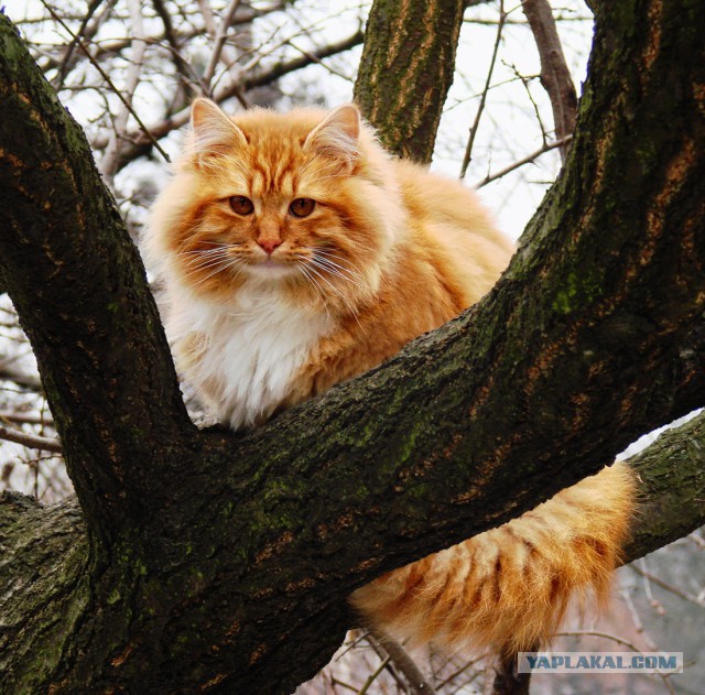 Котовторник 09.06.2015