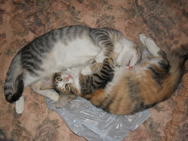 Котовторник 15-09-2015 !