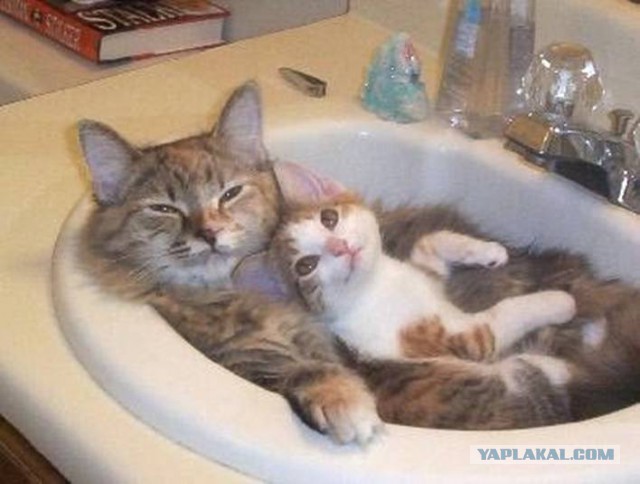 Прикольные коты