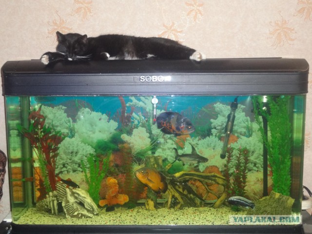 Котовторник 15.12.2015