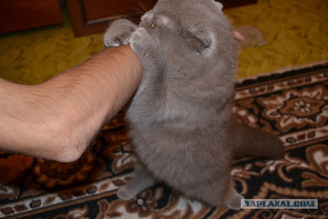 Когда терпение лопнуло