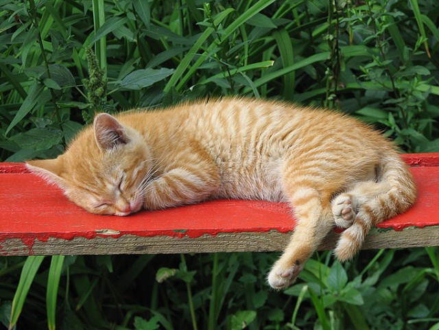 Коты, кошки, котята