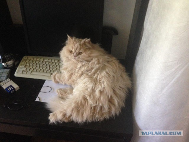 Котовторник 07.06.2016