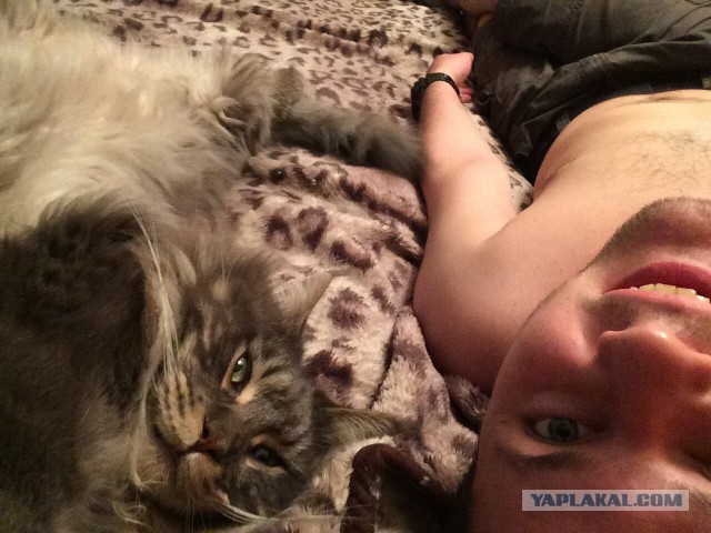 Уже лев или еще кот?