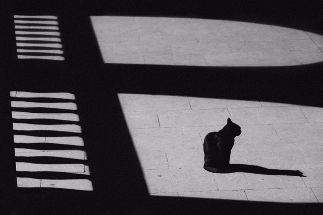 Коты и Кошки