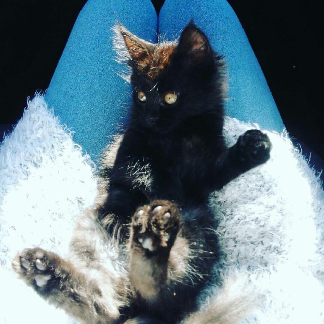 Коты и Кошки