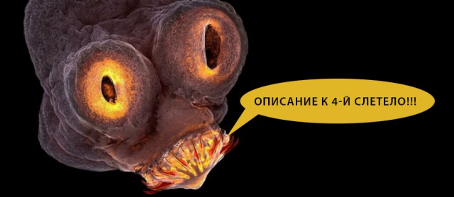 Победители конкурса лучшей научной фотографии