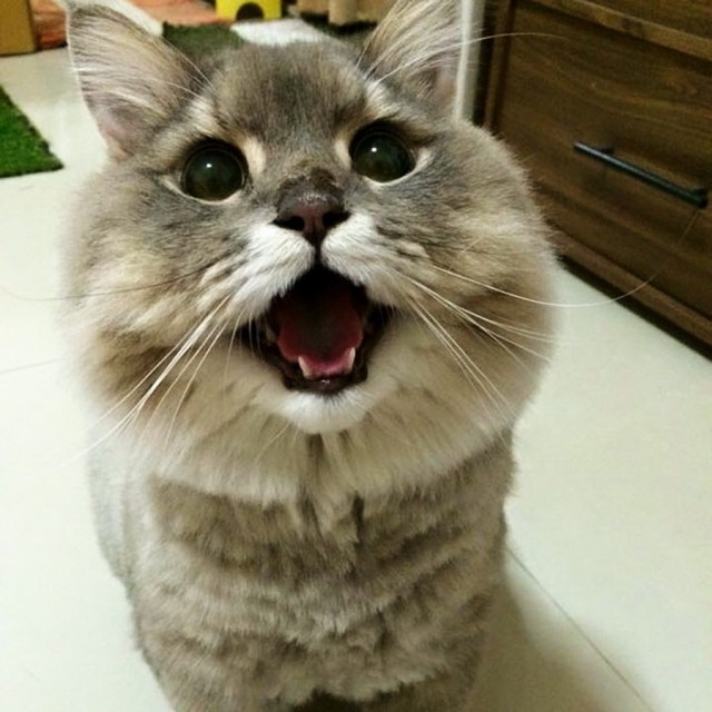 Коты и Кошки