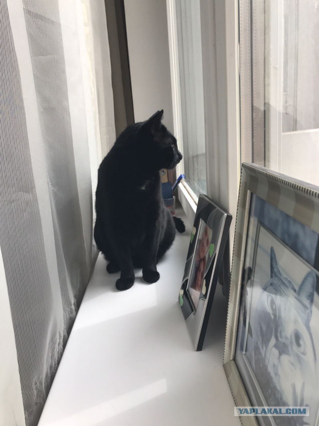 “Не бойся, я всё знаю!” Приютский кот принял бездомного котенка, как родного