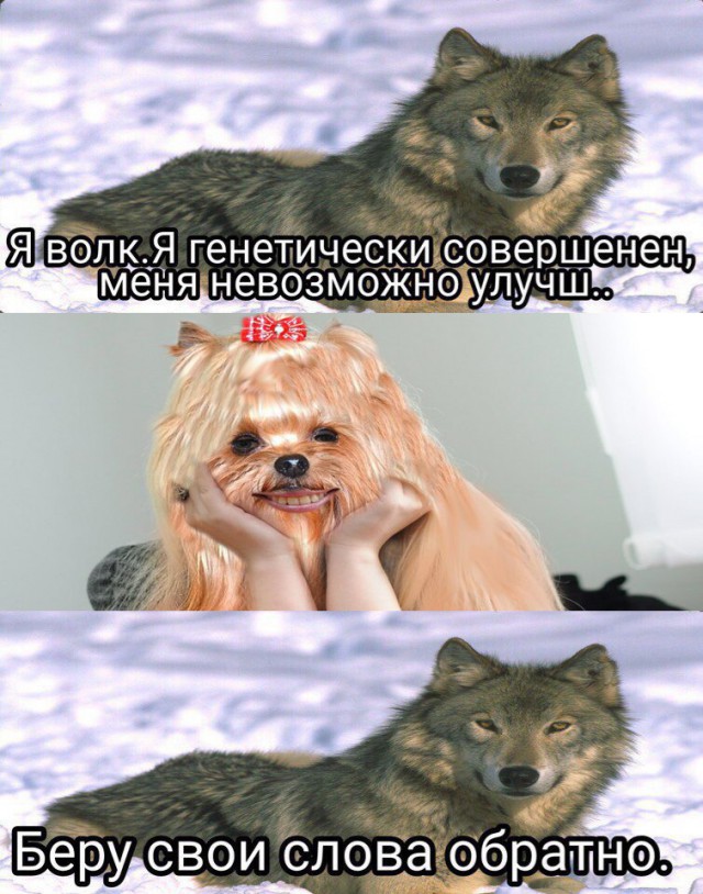 24 картинки с надписями на разные темы