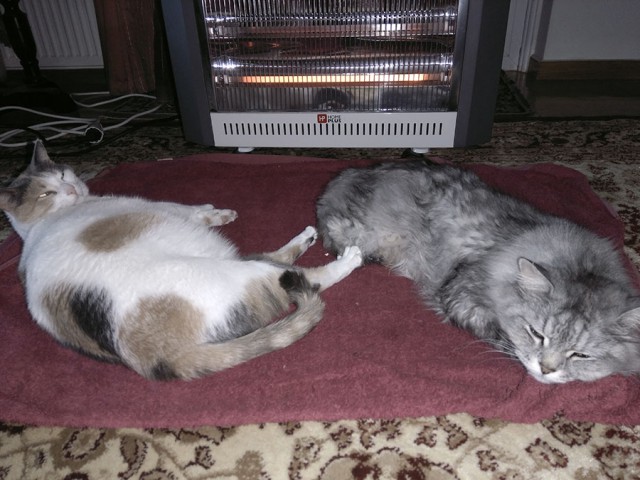 Котовторник 02.01.2018