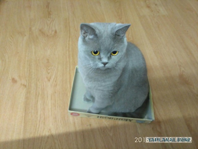 Котовторник 30.01.2018