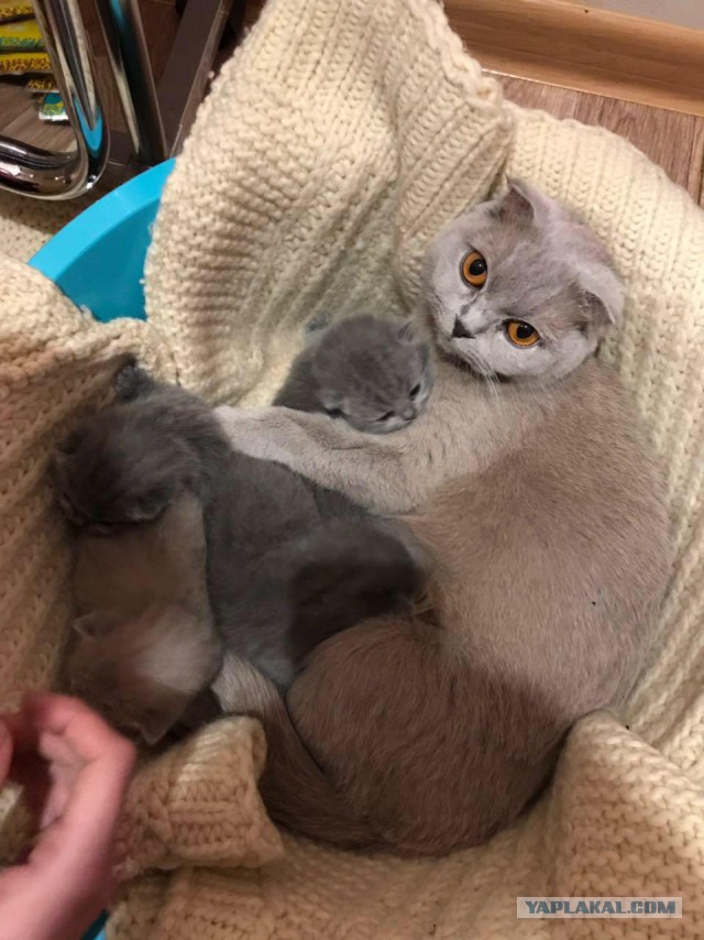 А не открыть бы нам котовторник 03.04.2018
