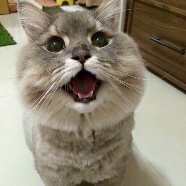 Прикольных котов пост