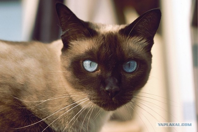 Уррааа! Котомет на ЯПлакалъ.