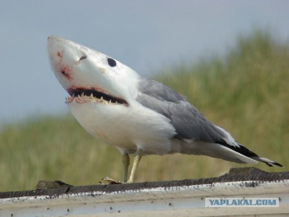 Акулоголубь