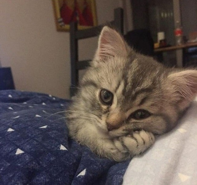 Прикольных котов пост