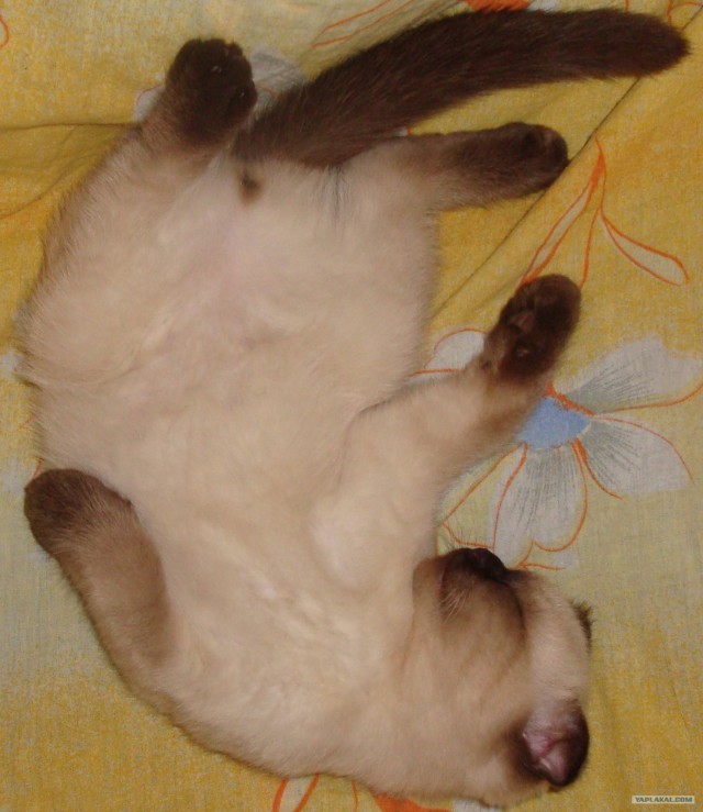 Котовторник - С праздником, котоводы!