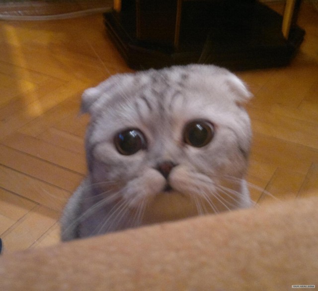 Начинаем котовторник!