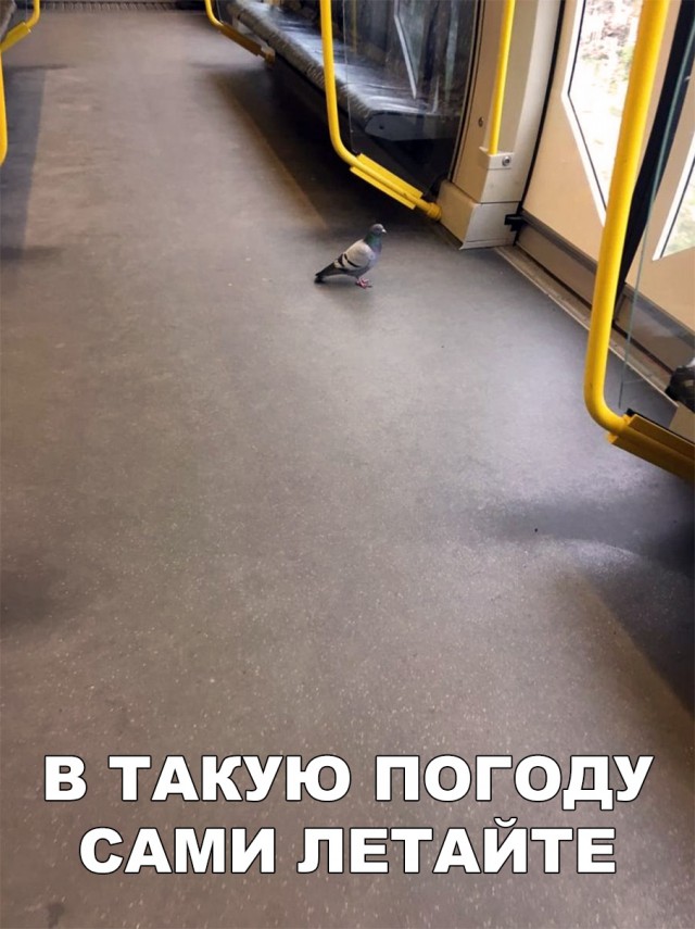Нестандартный юмор