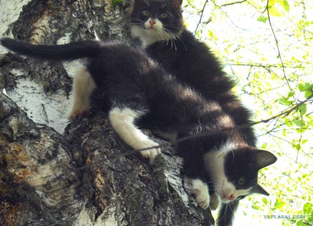 Котовторник  07.06.11