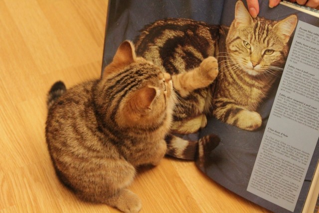 Супер-котофото на котовторник