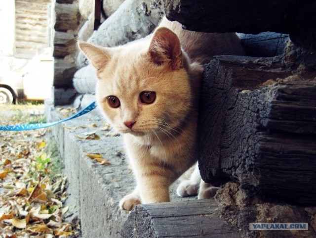 Котовторник! 08.11.11