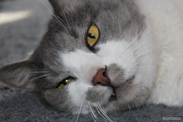 Котовторник!