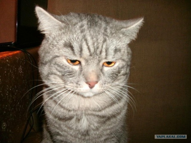 Котовторник (07.02.2012)