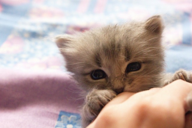 Котовторник 24.04.2012