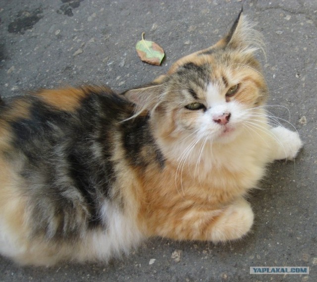 Котовторник 29.05.2012
