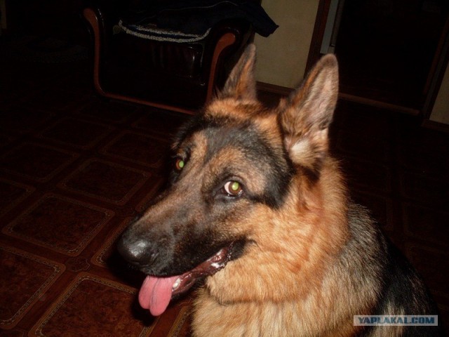 Собакочетверг!