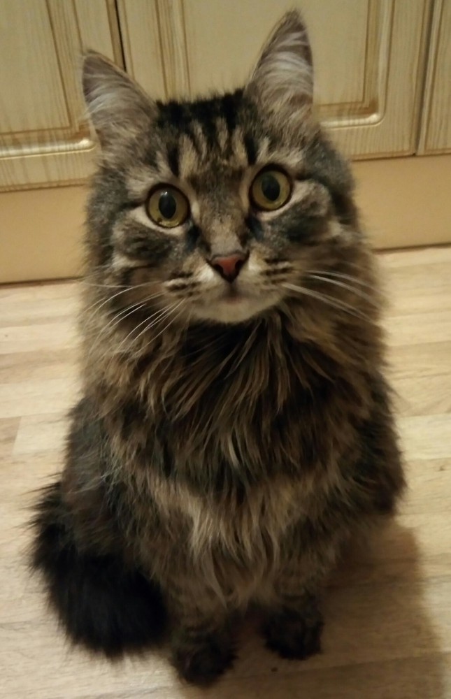 С Днём кошки!