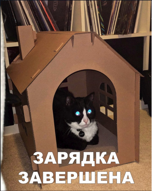 Забавные фото котеек
