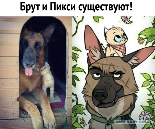 Бруд и Пикси