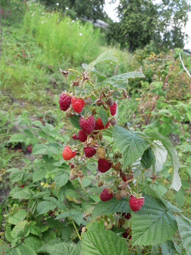 Сам себе фотограф