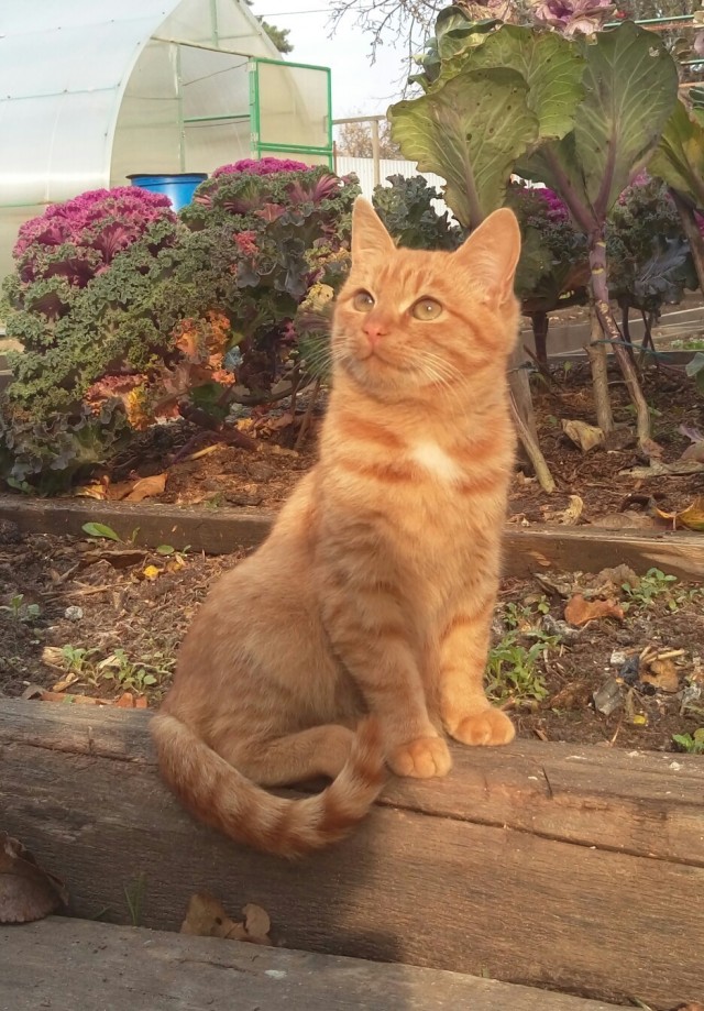 Забавные фото котеек