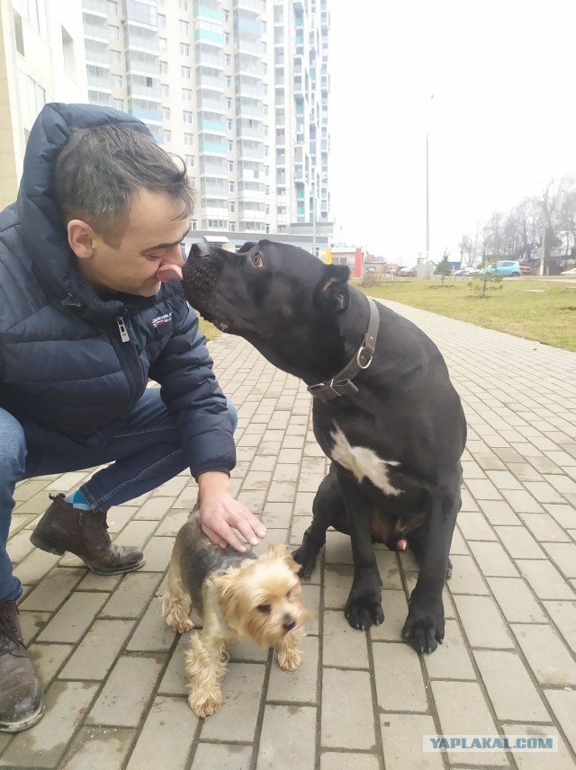 Кане-корсо - грозный охранник с душой бабочки