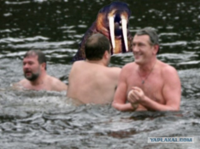 Жабим моржэ!1