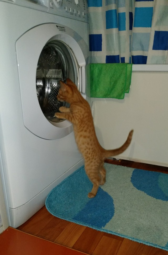 Котики