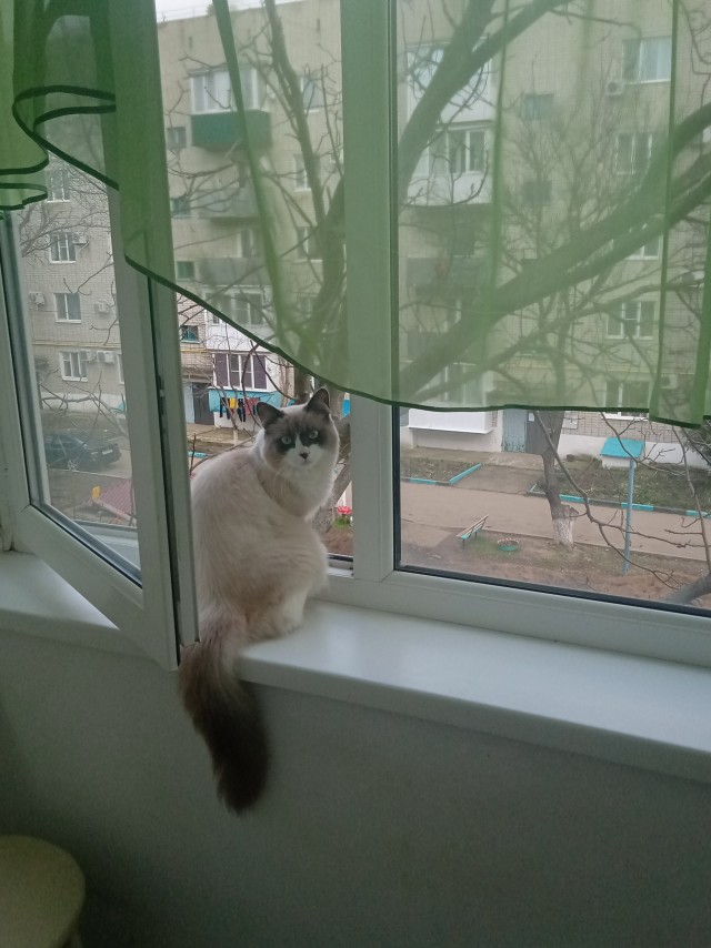Честно говоря, даже не уверен, что это - кот
