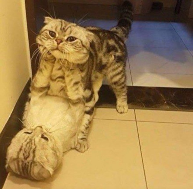 Самые дурацкие  фотки домашних питомцев