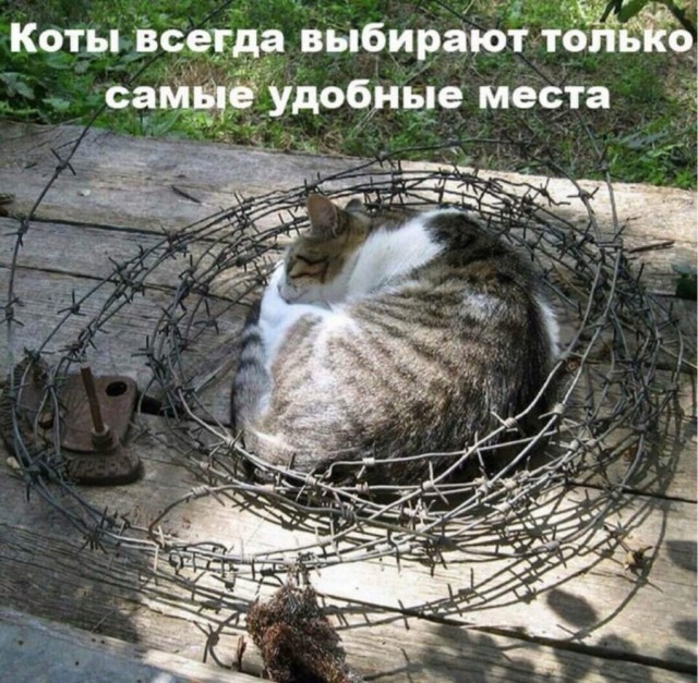 Боянистые картинки 03.08.2021