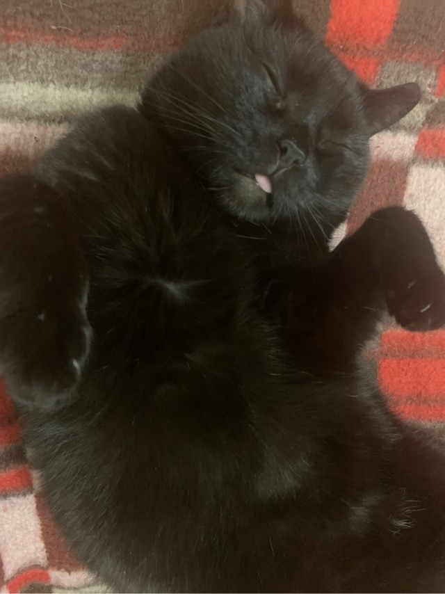 Кошатники, помогите советом!