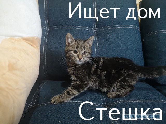 Жизнь домашнего приюта "Котоленд" 308